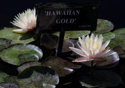https://saiwc.com/wp-content/uploads/2023/12/Hawaiian-Gold-Crop2-Uemura-4B1A1757-400x284-1.jpg
